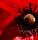 blossum